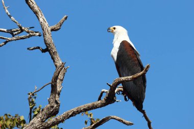 Afrikanischer Schreiseeadler / African fish-eagle / Haliaeetus vocifer