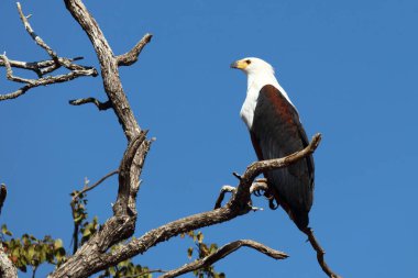 Afrikanischer Schreiseeadler / African fish-eagle / Haliaeetus vocifer