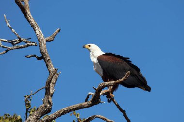 Afrikanischer Schreiseeadler / African fish-eagle / Haliaeetus vocifer