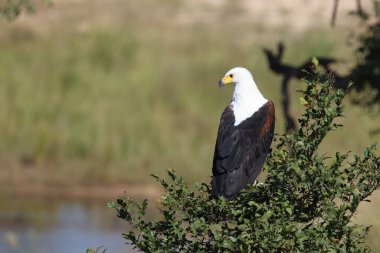 Afrikanischer Schreiseeadler / African fish-eagle / Haliaeetus vocifer
