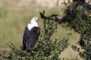 Afrikanischer Schreiseeadler / African fish-eagle / Haliaeetus vocifer