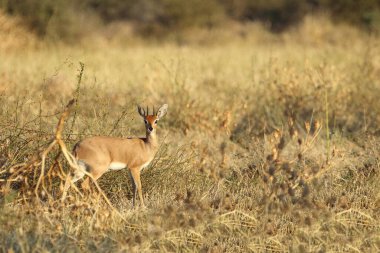 Afrikanischer Steinbock / Steenbok / Raphicerus campestris