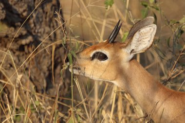 Afrikanischer Steinbock / Steenbok / Raphicerus campestris