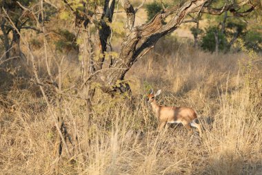 Afrikanischer Steinbock / Steenbok / Raphicerus campestris