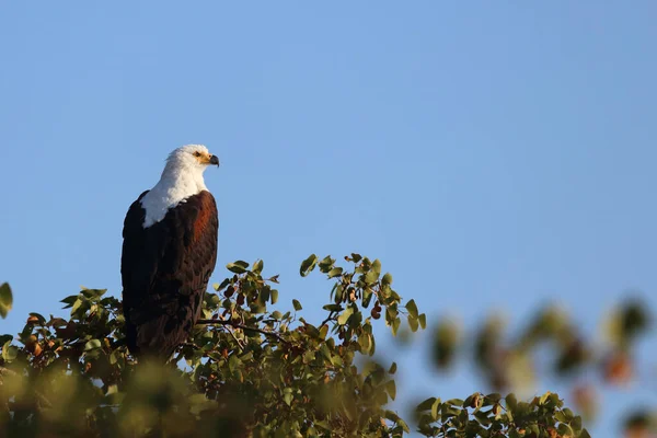 Afrikanischer Schreiseeadler African Fish Eagle Haliaeetus Vocifer — Φωτογραφία Αρχείου