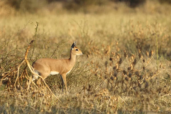 Afrikanischer Steinbock Steenbok Raphicerus Campestris — Fotografia de Stock