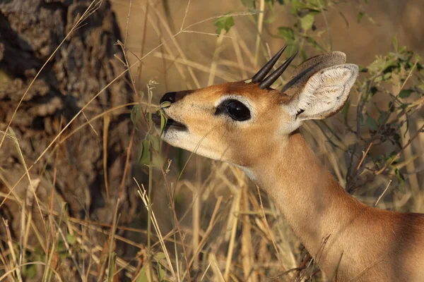 Afrikanischer Steinbock Steenbok Raphicerus Campestris — 图库照片