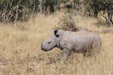 Breitmaulnashorn / Square-lipped rhinoceros / Ceratotherium Simum