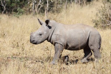 Breitmaulnashorn / Square-lipped rhinoceros / Ceratotherium Simum