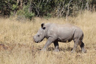 Breitmaulnashorn / Square-lipped rhinoceros / Ceratotherium Simum