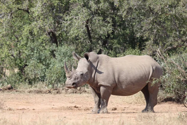 Breitmaulnashorn Square Lipped Rhinoceros Ceratotherium Simum — Zdjęcie stockowe