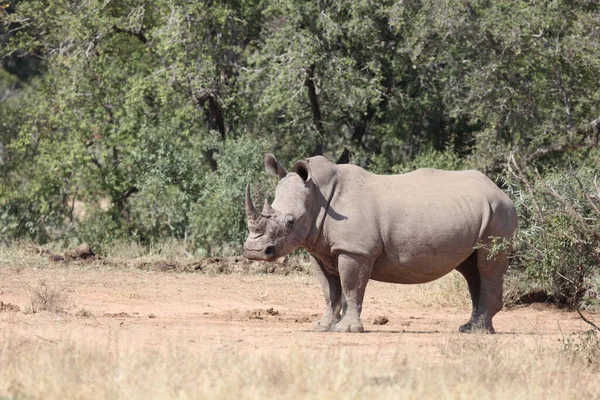 Breitmaulnashorn Square Lipped Rhinoceros Ceratotherium Simum — Zdjęcie stockowe