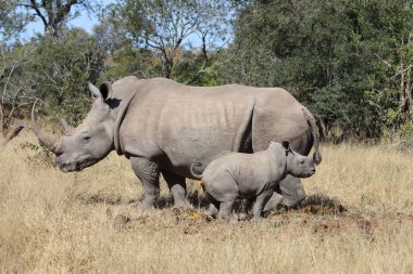 Breitmaulnashorn / Square-lipped Rhinoceros / Ceratotherium Simum