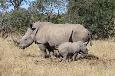 Breitmaulnashorn / Square-lipped Rhinoceros / Ceratotherium Simum