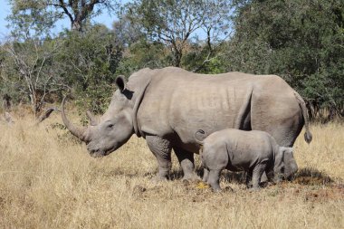 Breitmaulnashorn / Square-lipped Rhinoceros / Ceratotherium Simum