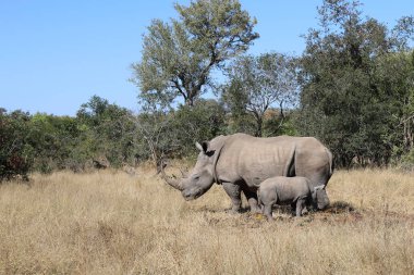 Breitmaulnashorn / Square-lipped rhinoceros / Ceratotherium Simum