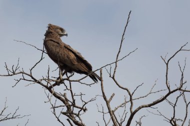 Einfarb-Schlangenadler / Brown snake-eagle / Circaetus cinereus