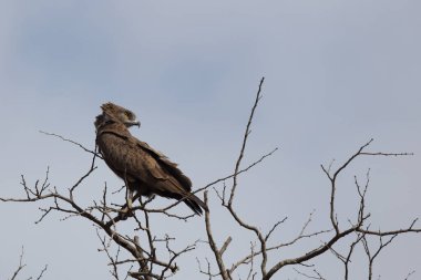 Einfarb-Schlangenadler / Brown snake-eagle / Circaetus cinereus