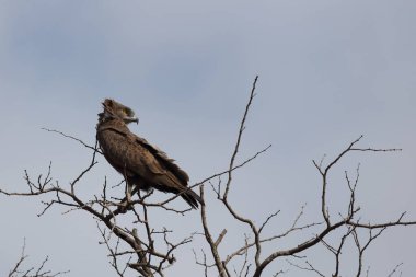 Einfarb-Schlangenadler / Brown snake-eagle / Circaetus cinereus