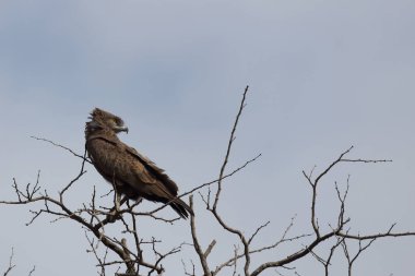 Einfarb-Schlangenadler / Brown snake-eagle / Circaetus cinereus