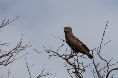 Einfarb-Schlangenadler / Brown snake-eagle / Circaetus cinereus