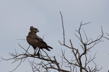 Einfarb-Schlangenadler / Brown snake-eagle / Circaetus cinereus