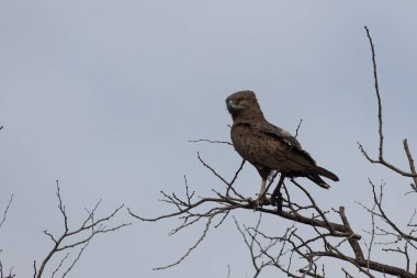 Einfarb-Schlangenadler / Brown snake-eagle / Circaetus cinereus
