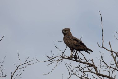 Einfarb-Schlangenadler / Brown snake-eagle / Circaetus cinereus
