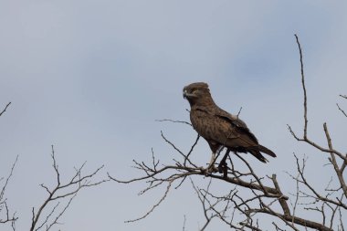 Einfarb-Schlangenadler / Brown snake-eagle / Circaetus cinereus