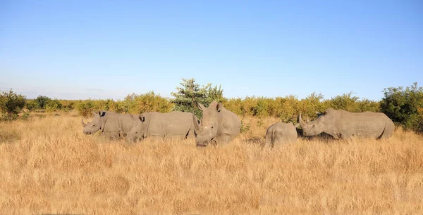 Breitmaulnashorn Square Lipped Rhinoceros Ceratotherium Simum — Zdjęcie stockowe