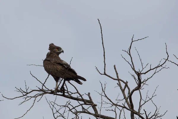 Einfarb Schlangenadler Brown Snake Eagle Circaetus Cinereus — Φωτογραφία Αρχείου