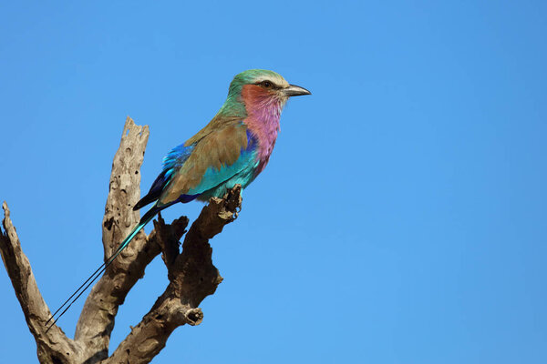 Габелраа / Мбаппе / Корасиас caudata