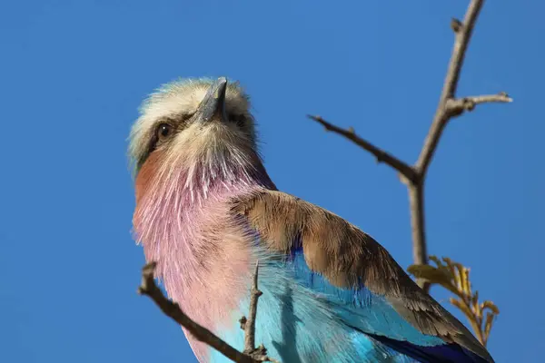 Gabelracke Lilacbreasted Roller Coracias Caudata — Φωτογραφία Αρχείου