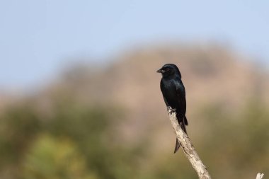 Gabelschwanzdrongo / Fork-tailed drongo / Dicrurus adsimilis
