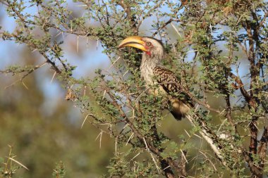 Suedlicher Gelbschnabeltoko / Güneyli sarı gagalı boynuz gagalı / Tockus löcolas