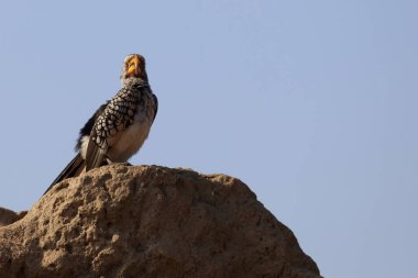 Suedlicher Gelbschnabeltoko / Güneyli sarı gagalı boynuz gagalı / Tockus löcolas