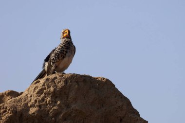 Suedlicher Gelbschnabeltoko / Güneyli sarı gagalı boynuz gagalı / Tockus löcolas
