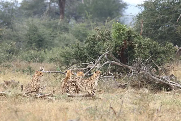 Gepard Cheetah Acinonyx Jubatus — стокове фото