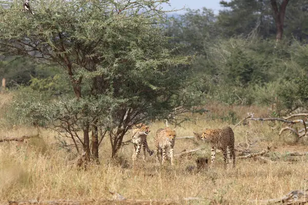 Gepard Cheetah Acinonyx Jubatus — 图库照片