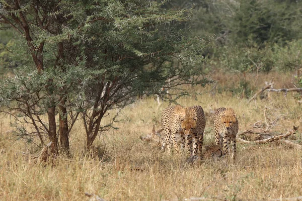 Gepard Cheetah Acinonyx Jubatus — стокове фото