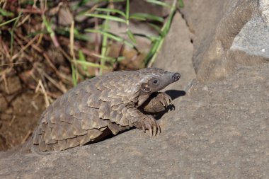 Steppenschuppentier / Ground pangolin or Cape pangolin/ Smutsia temminckii