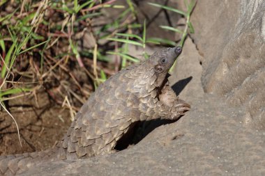 Steppenschuppentier / Ground pangolin or Cape pangolin/ Smutsia temminckii