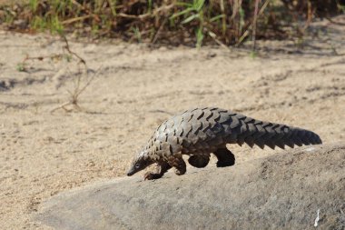 Steppenschuppentier / Ground pangolin or Cape pangolin/ Smutsia temminckii