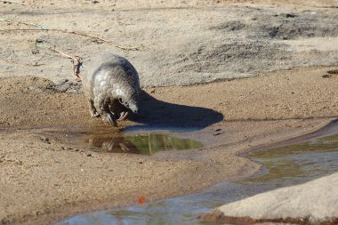 Steppenschuppentier am Sand River/ Ground pangolin or Cape pangolin at Sand River/ Smutsia temminckii