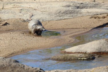 Steppenschuppentier am Sand River/ Ground pangolin or Cape pangolin at Sand River/ Smutsia temminckii