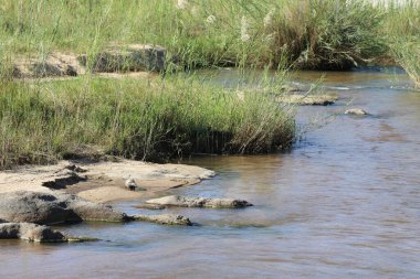 Steppenschuppentier am Sand River/ Ground pangolin or Cape pangolin at Sand River/ Smutsia temminckii