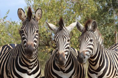 Steppenzebra / Burchell's zebra / Equus burchellii