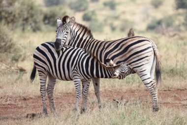Steppenzebra / Burchell's zebra / Equus burchellii