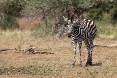 Steppenzebra / Burchell's Zebra / Equus burchellii
