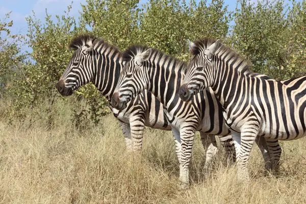 Steppenzebra Burchell Zebra Equus Burchellii — 图库照片